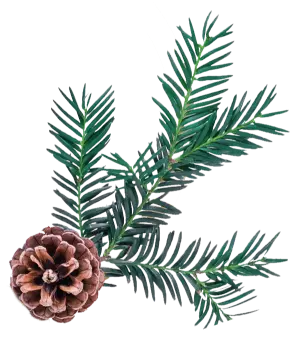 Christmas Pine Scaled